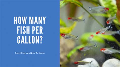 how many fish per gallon.